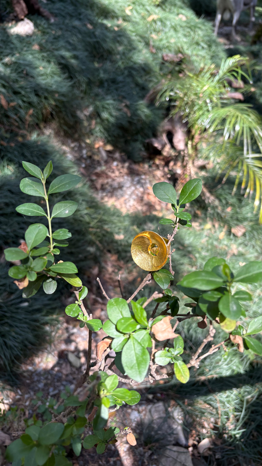 Oval curl ring ( size S min adjustable) Riverblend