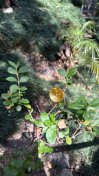 Oval curl ring ( size S min adjustable) Riverblend