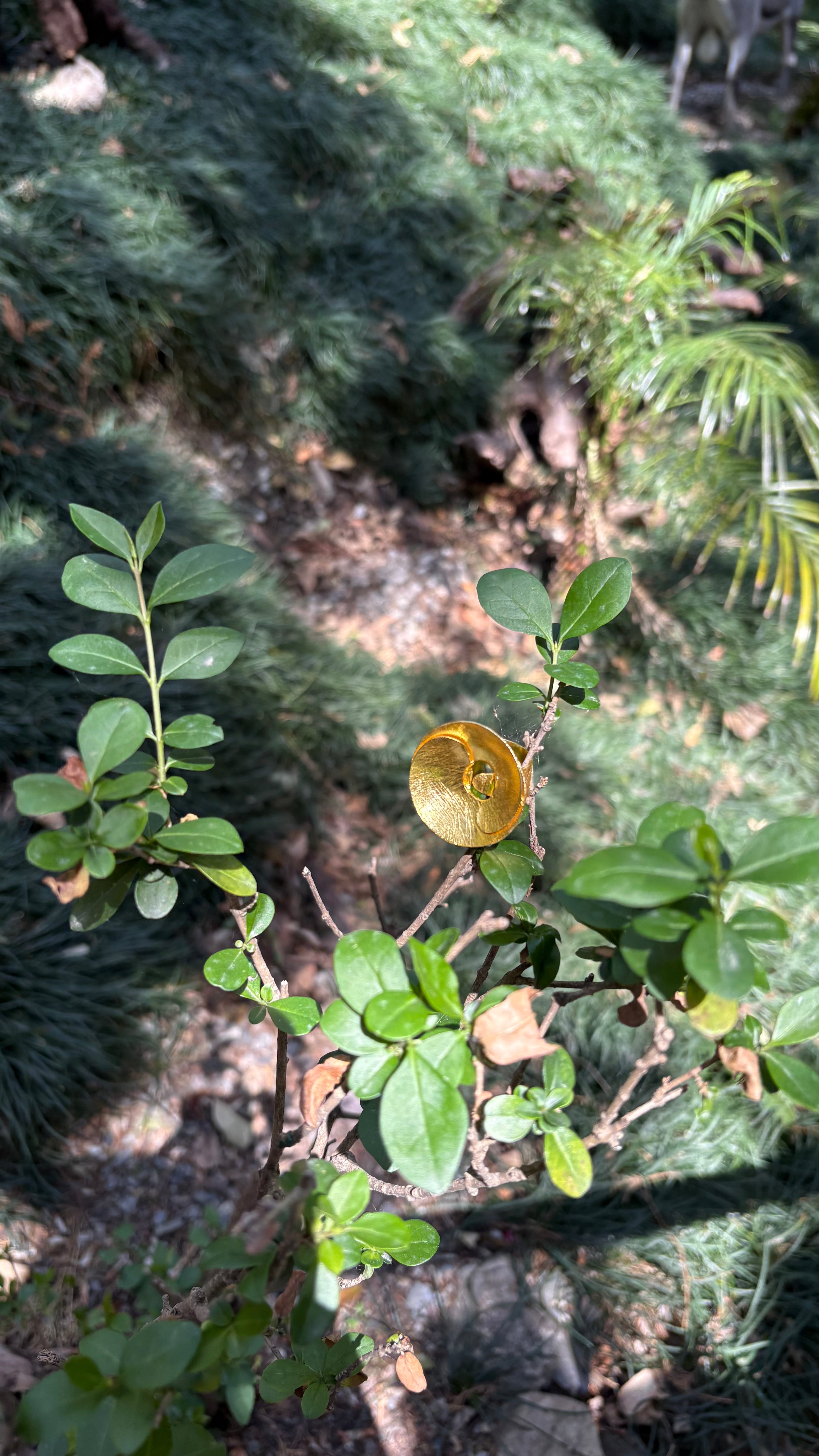 Oval curl ring ( size S min adjustable) Riverblend