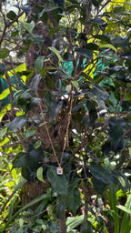 Butterfly studded in she’ll square necklace